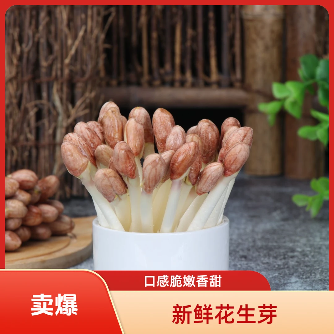 现摘现发新鲜水培花生芽苗菜健康养生菜酒店火锅食材甘甜脆嫩爽口