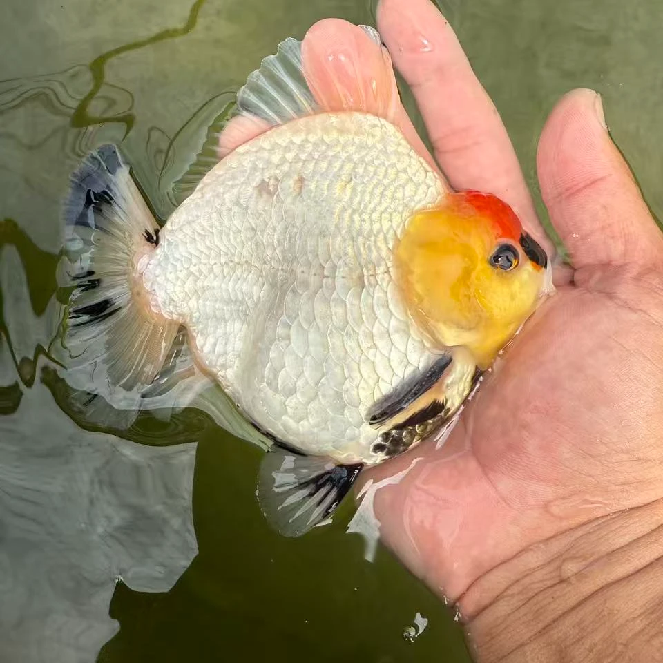 【正和原泰金鱼】泰国NK渔场纯血统繁殖F1苗（运费到付）