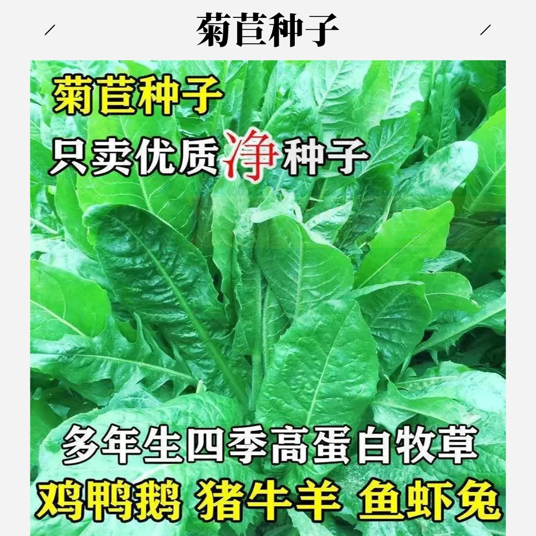 将军菊苣种子大叶菊苣多年生四季牧草高产猪牛羊鸡鹅鱼兔鹿多汁