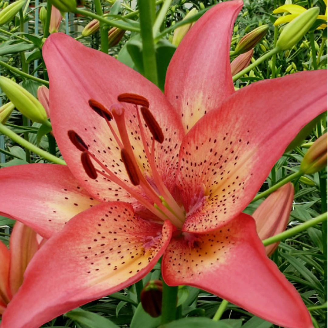 新品【特隆/特洛伊人】12/14（小球） 亚百百合种球进口百合种球栽种