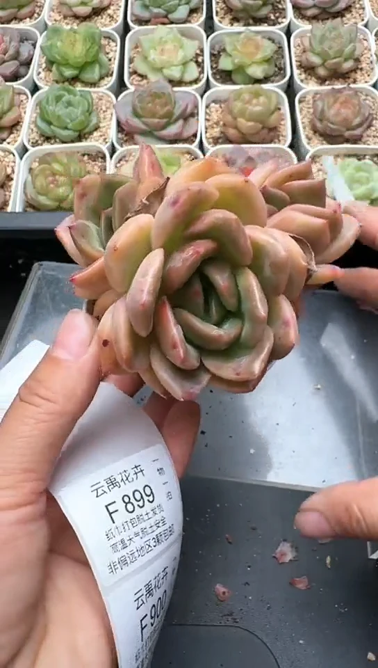 895F云禹多肉植物 默认脱土纸巾打包 3颗包邮