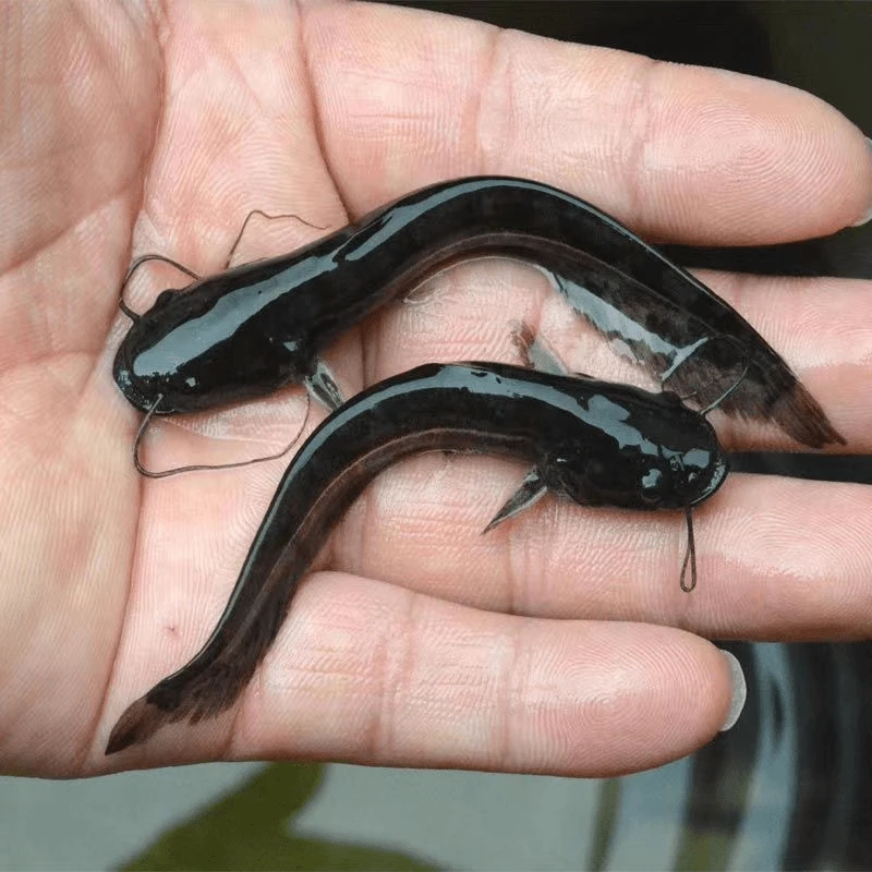 土鲶小口鲶沟鲶两须鲶山坑池塘常温鱼可食用可观赏鱼