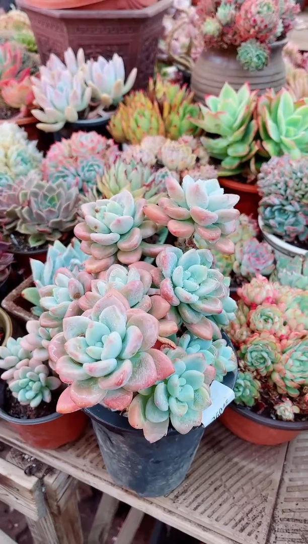 26045多肉植物一物一拍