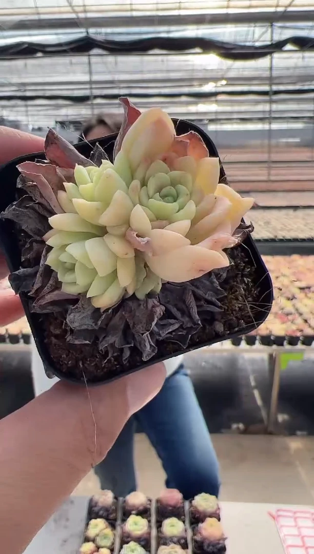 【闪购商品】新品多肉-26