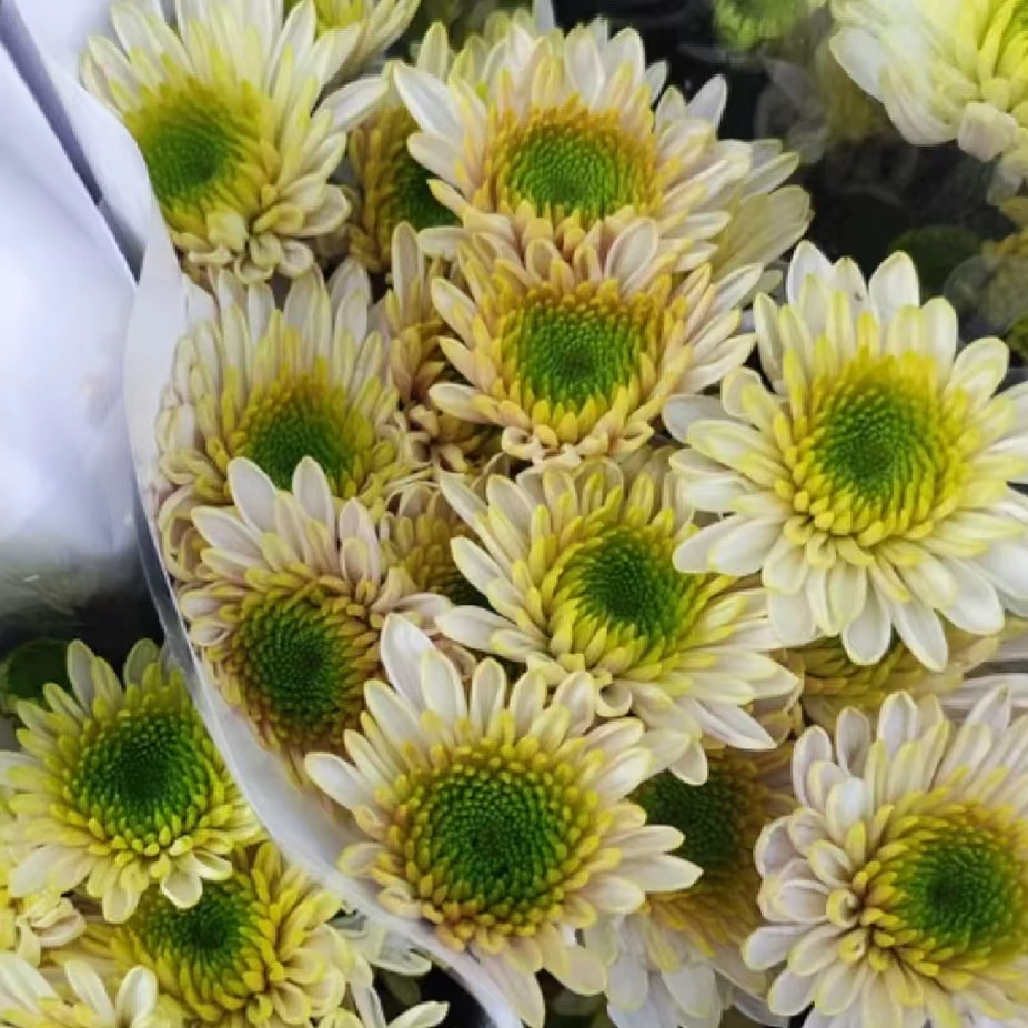 布鲁诺绿小雏菊一把    云南基地鲜花   家养    水养