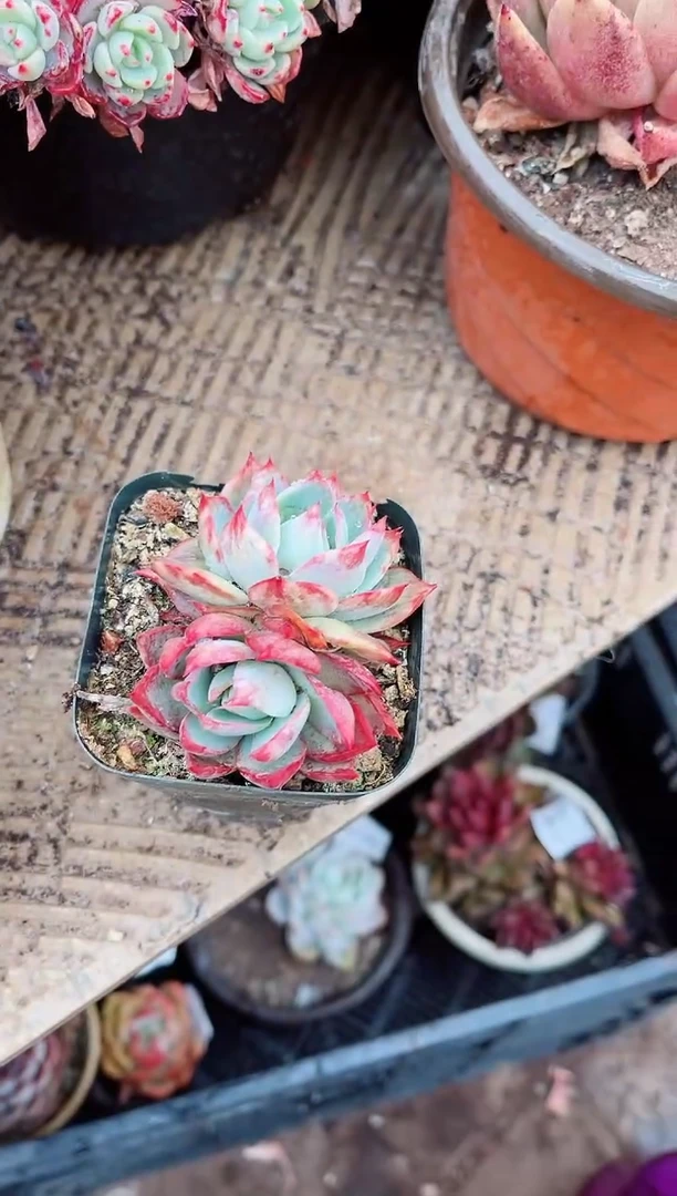 【闪购商品】07194