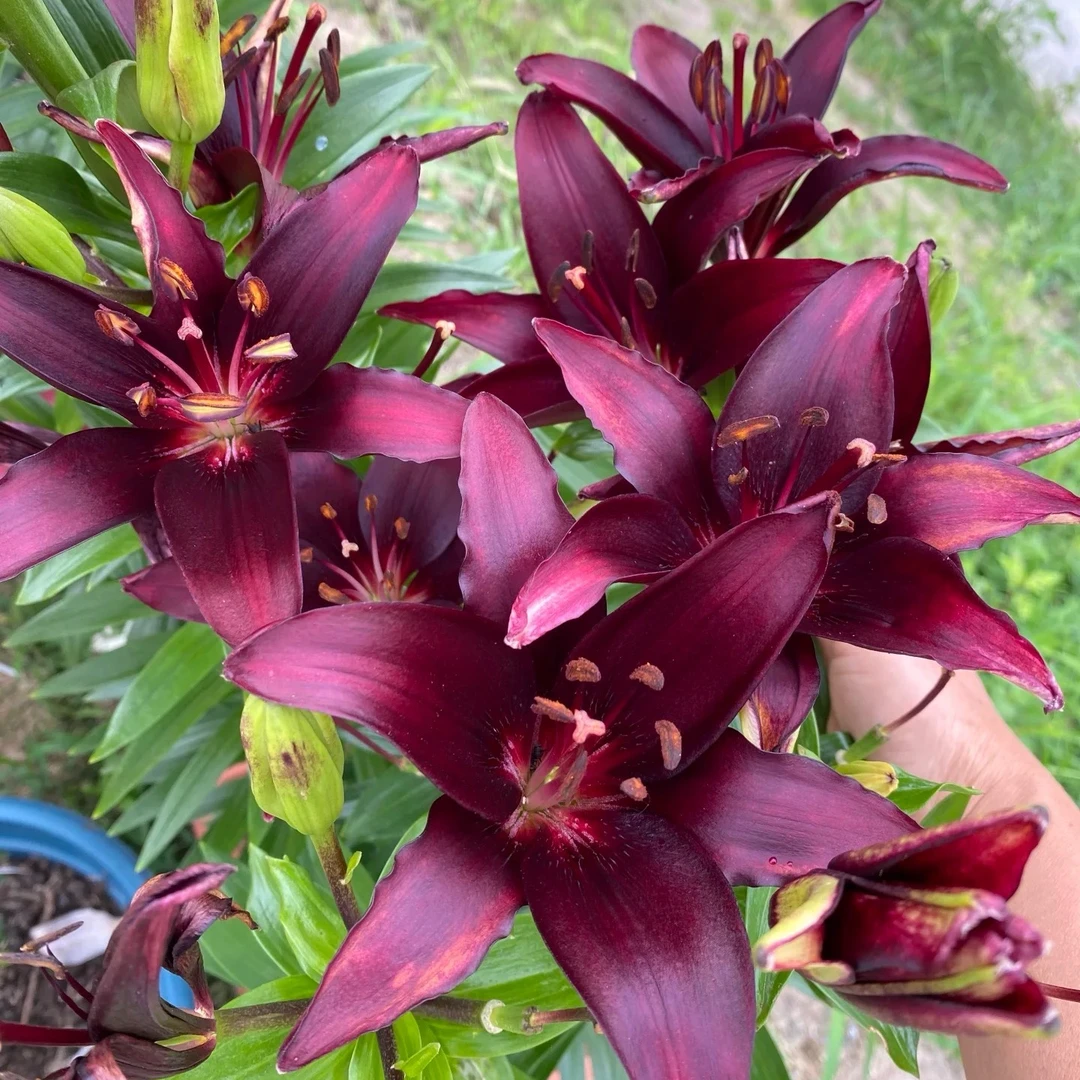 四季可种【红酒】单瓣亚白百合，庭院球鲜花植物百合种球百合花