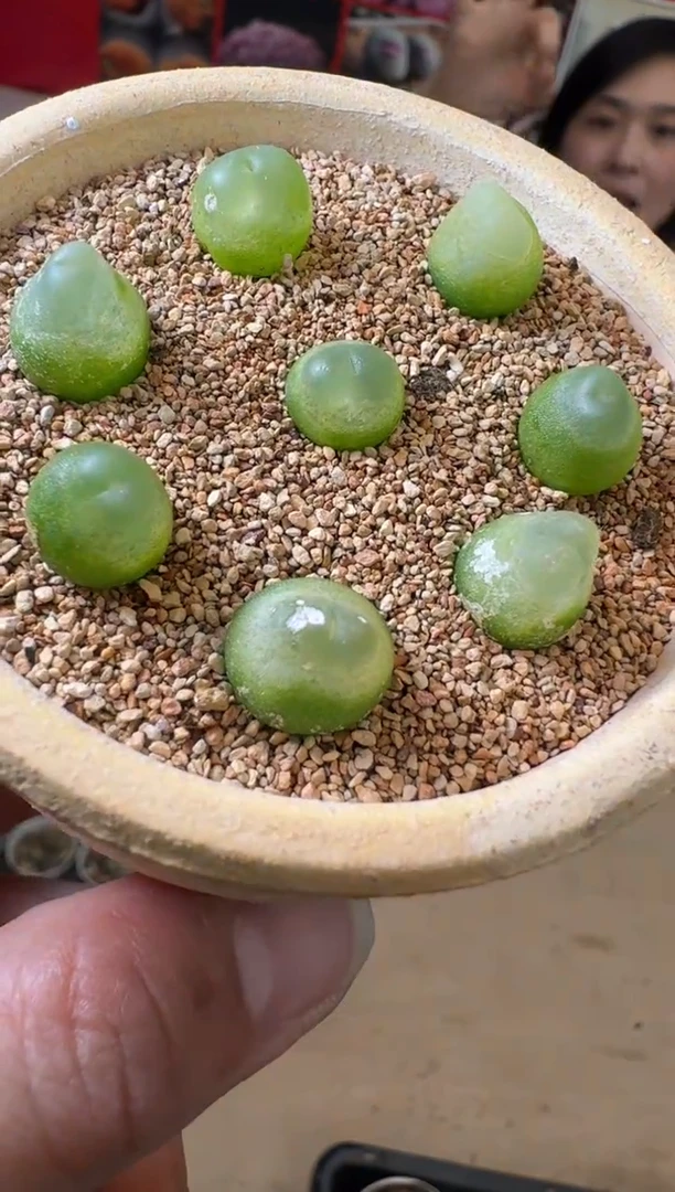 【闪购商品】29-3娘惹拉登一颗