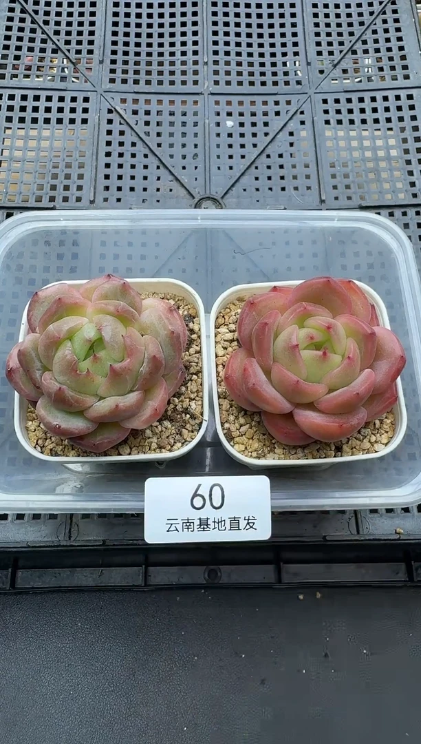 珍妮杂交多肉多肉60