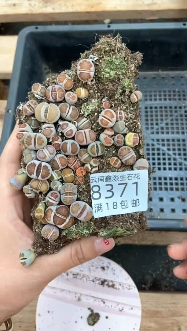 【闪购商品】8371特价菊切糕有瑕疵