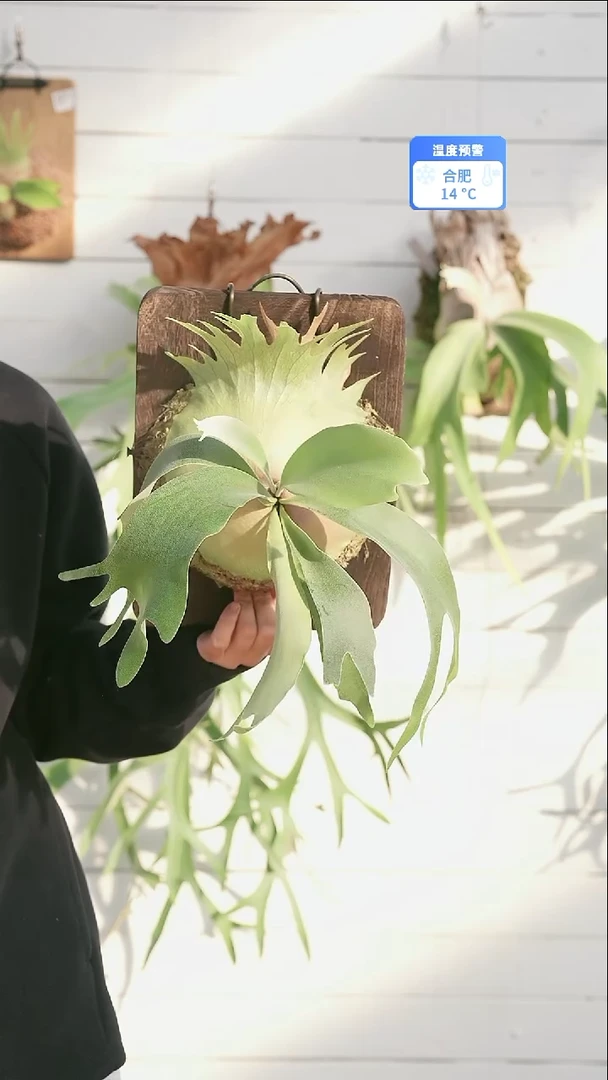 完全开放A043银凤