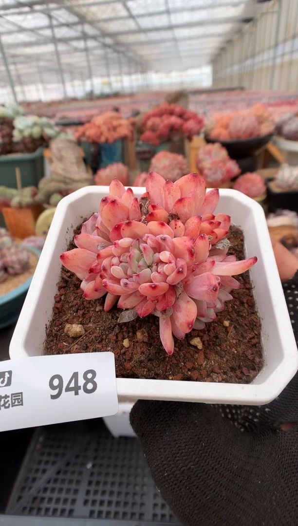 【闪购商品】948先恩布莱特一物一拍