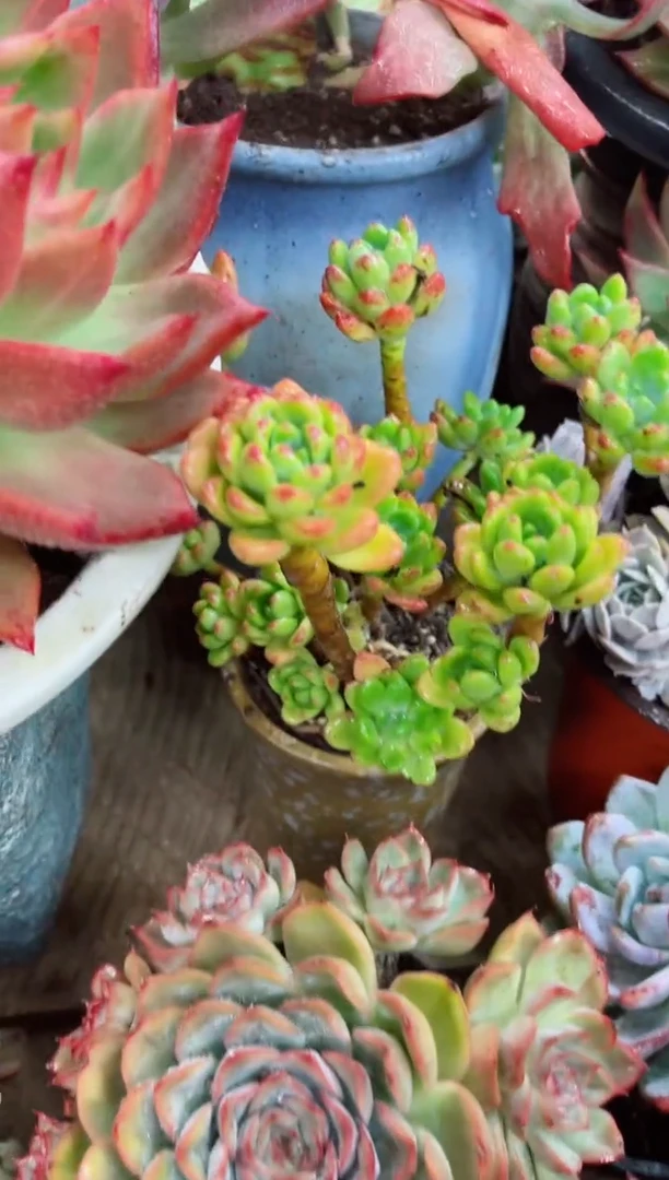 丫*28029多肉植物一物一拍