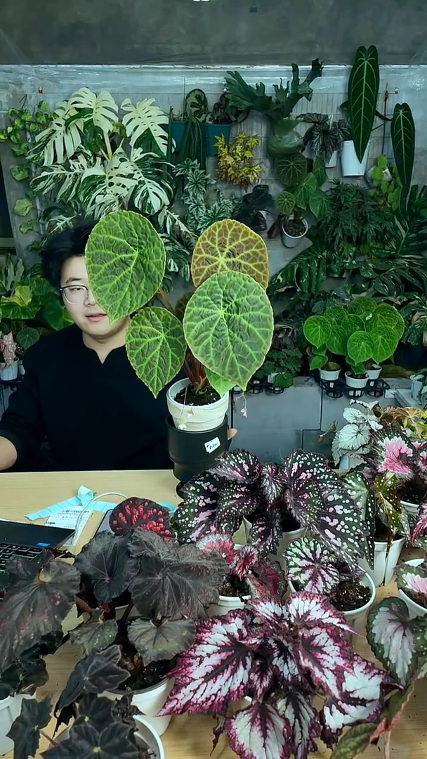 完全开放福玉秋海棠