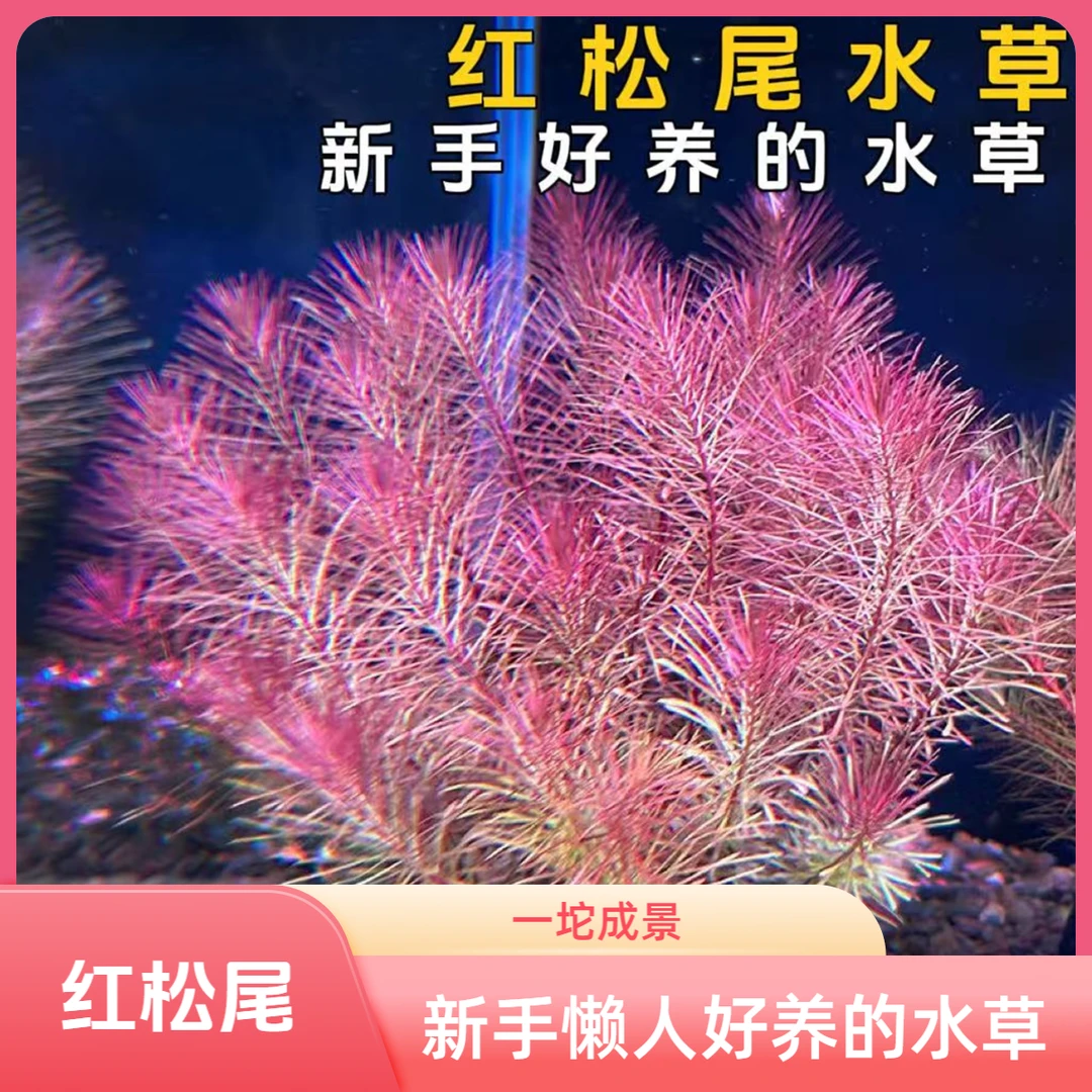 红松尾蜈蚣草绿菊耐活水草适合新手懒人好养活用于鱼缸造景成景