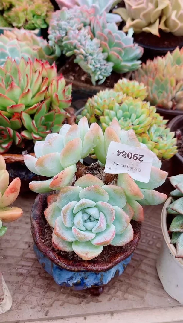 满***?29084多肉植物一物一拍