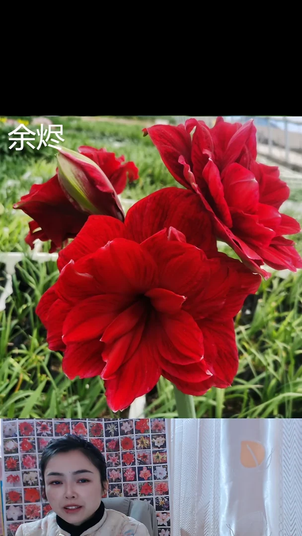 朱顶红余烬6厘米
