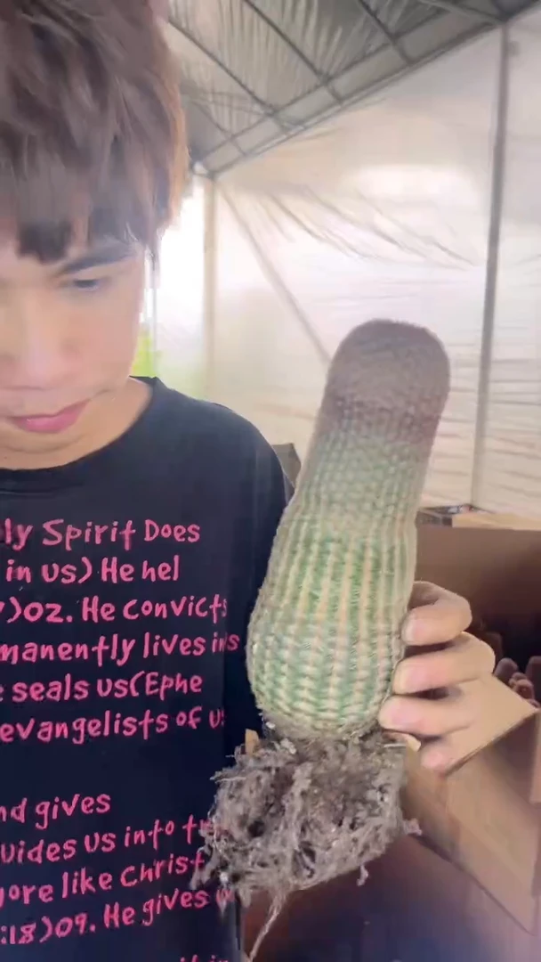 大单头 红太阳【带根】