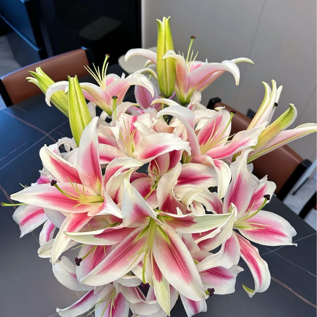 【糖果粉百合】粉色香水百合 收到需醒花 云南鲜花基地直发