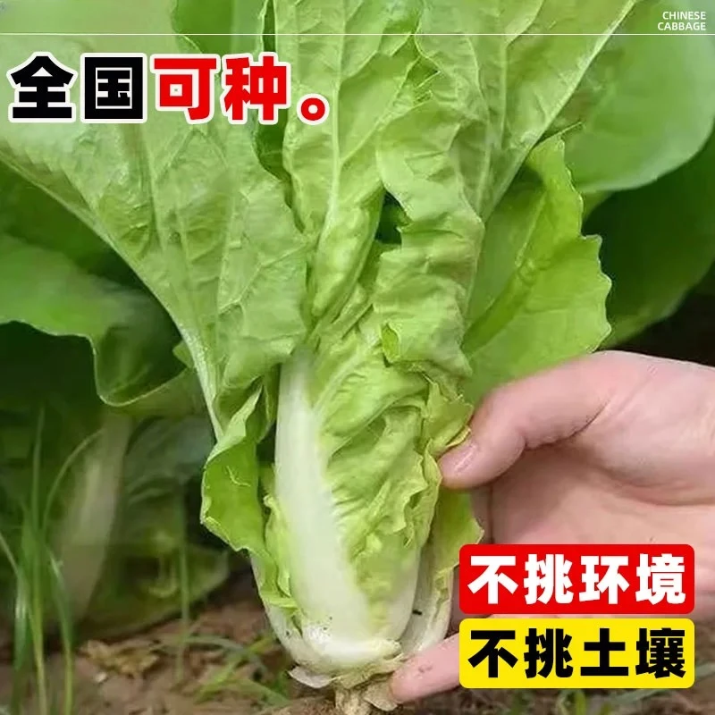 四季奶油快菜种苗秋冬耐寒速生小白菜籽苗盆栽蔬菜黄心小白菜菜苗