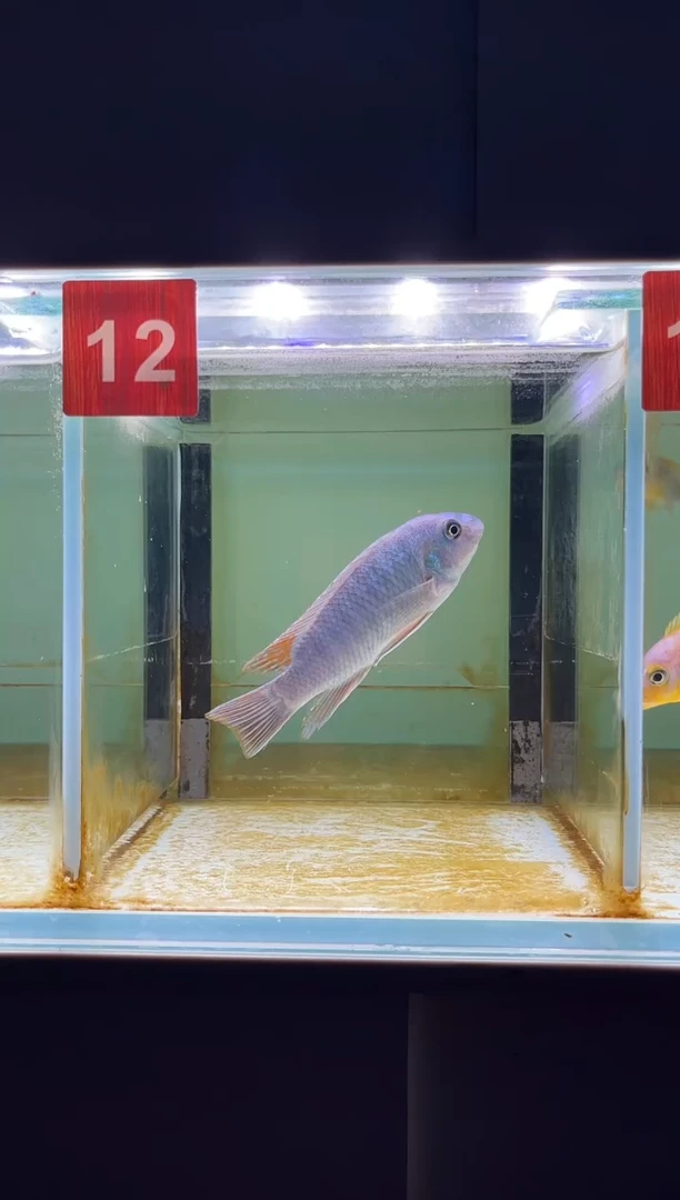 海水鱼三湖慈鲷野生
