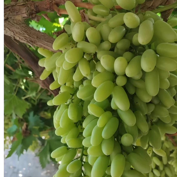 新疆吐鲁番香妃葡萄苗直发包邮1年苗新疆直发