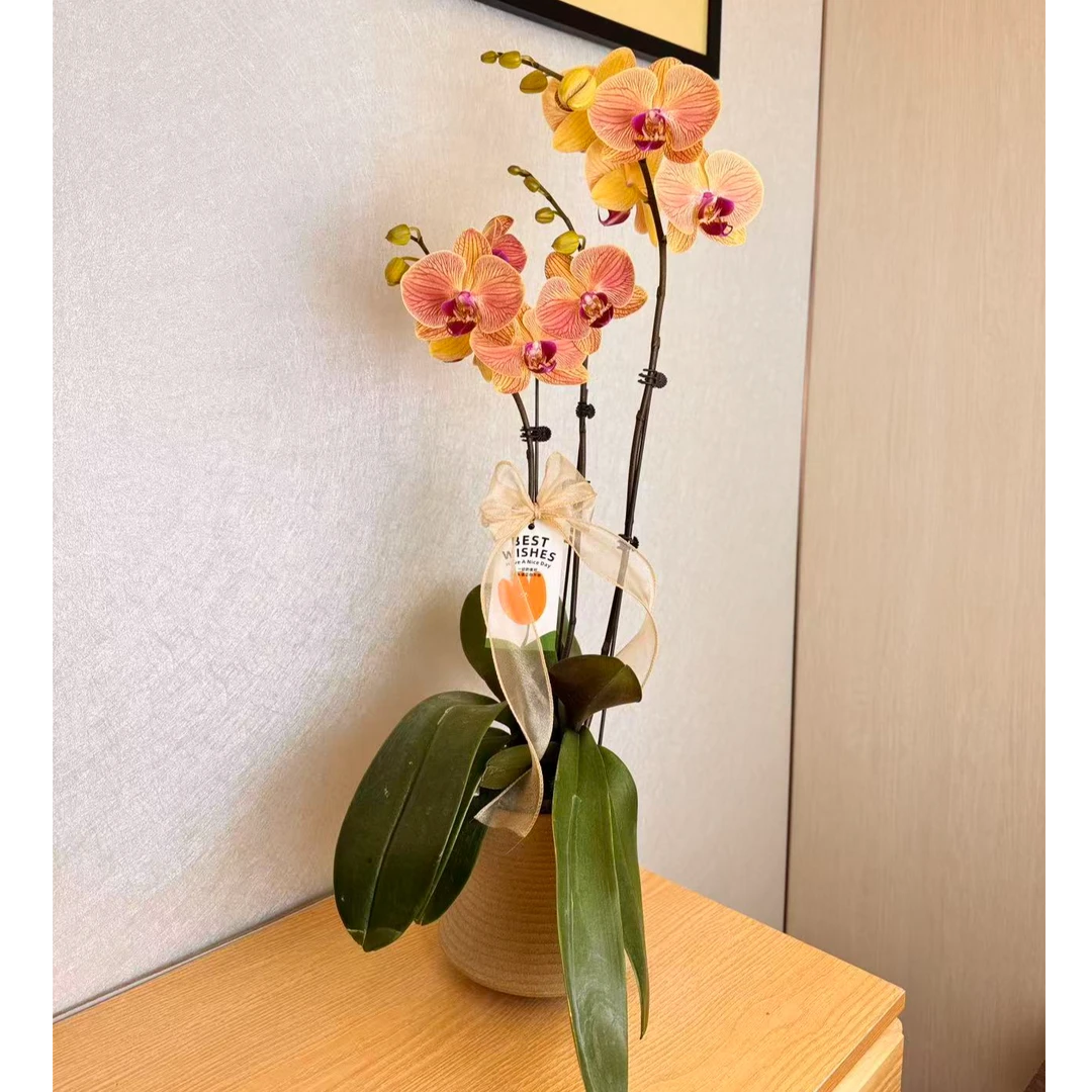 《橘子汽水》橙黄色系带条纹蝴蝶兰 室内绿植花卉盆栽 年宵送礼