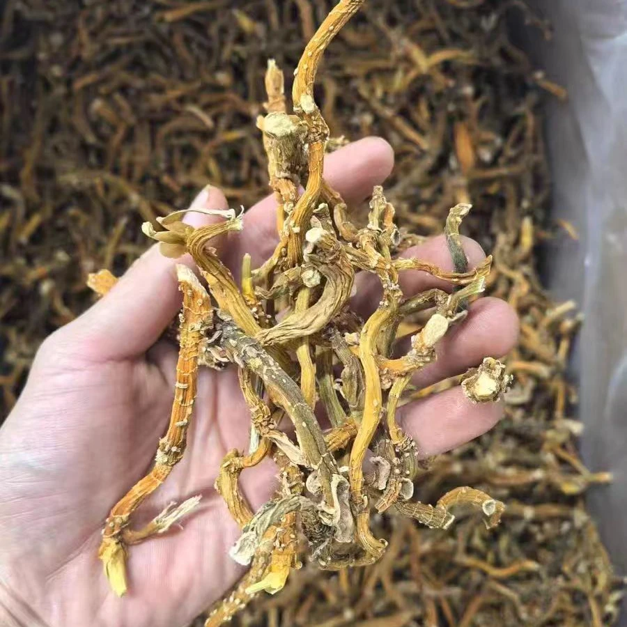 【野生绿皮玉竹】云南农家好货绿皮玉竹