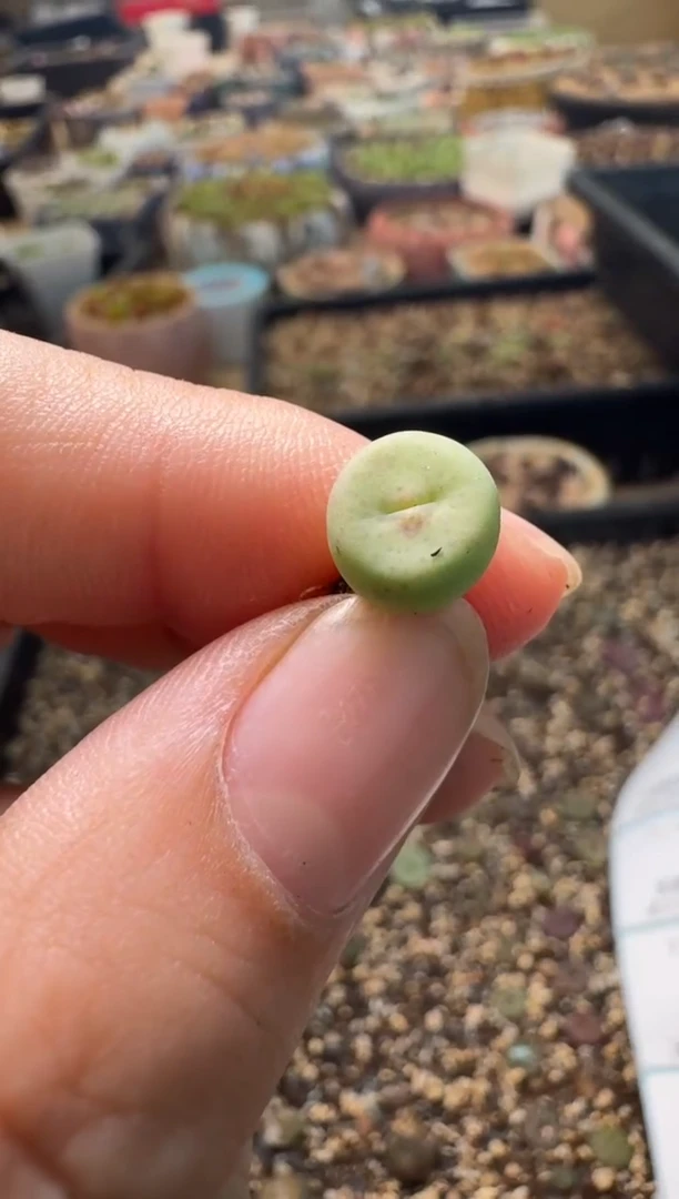 7-361多肉植物肉锥