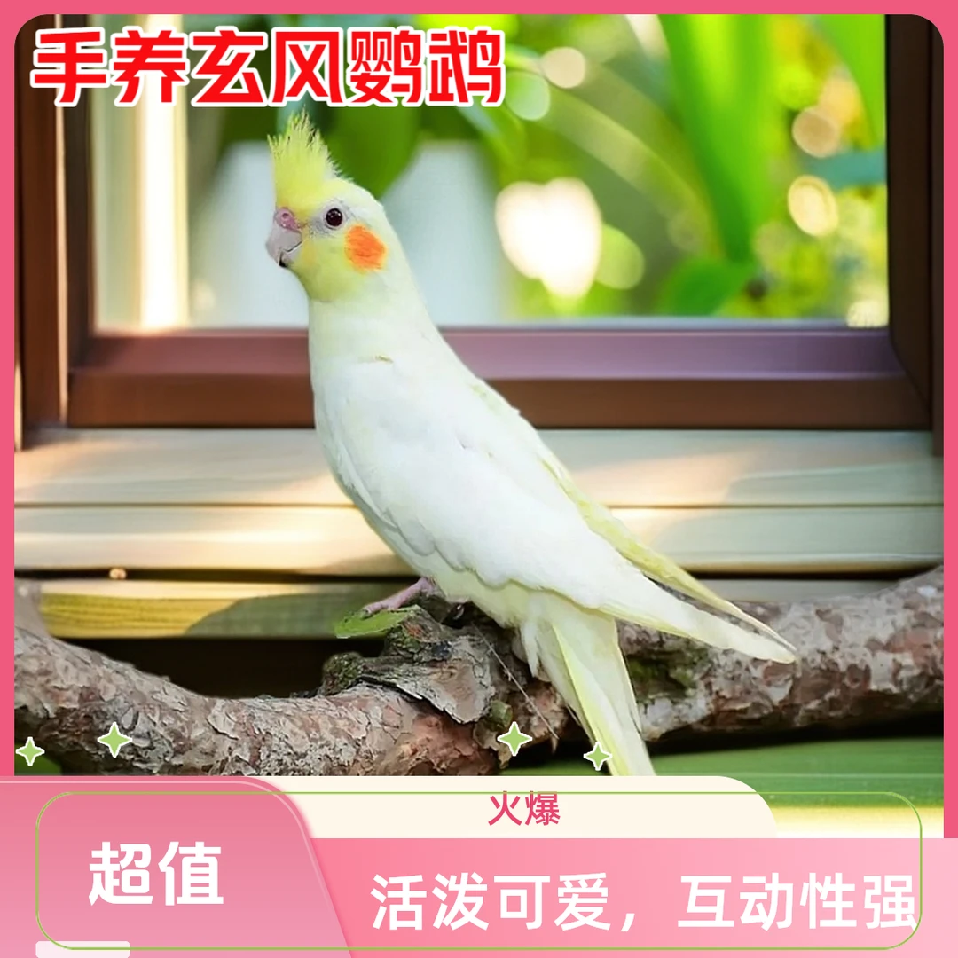 手养玄凤鹦鹉雏鸟手养亲人黏人