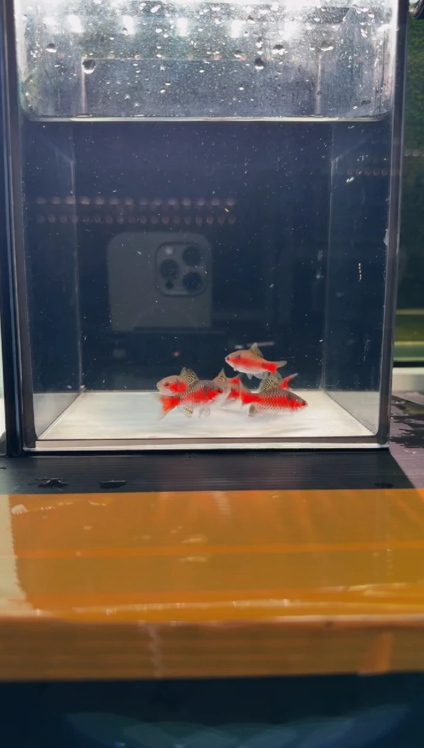 海水鱼钻石彩虹鲫