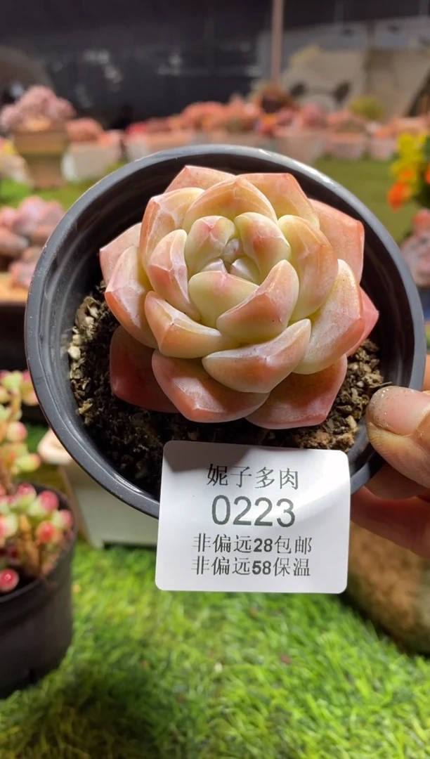 【闪购商品】0223a