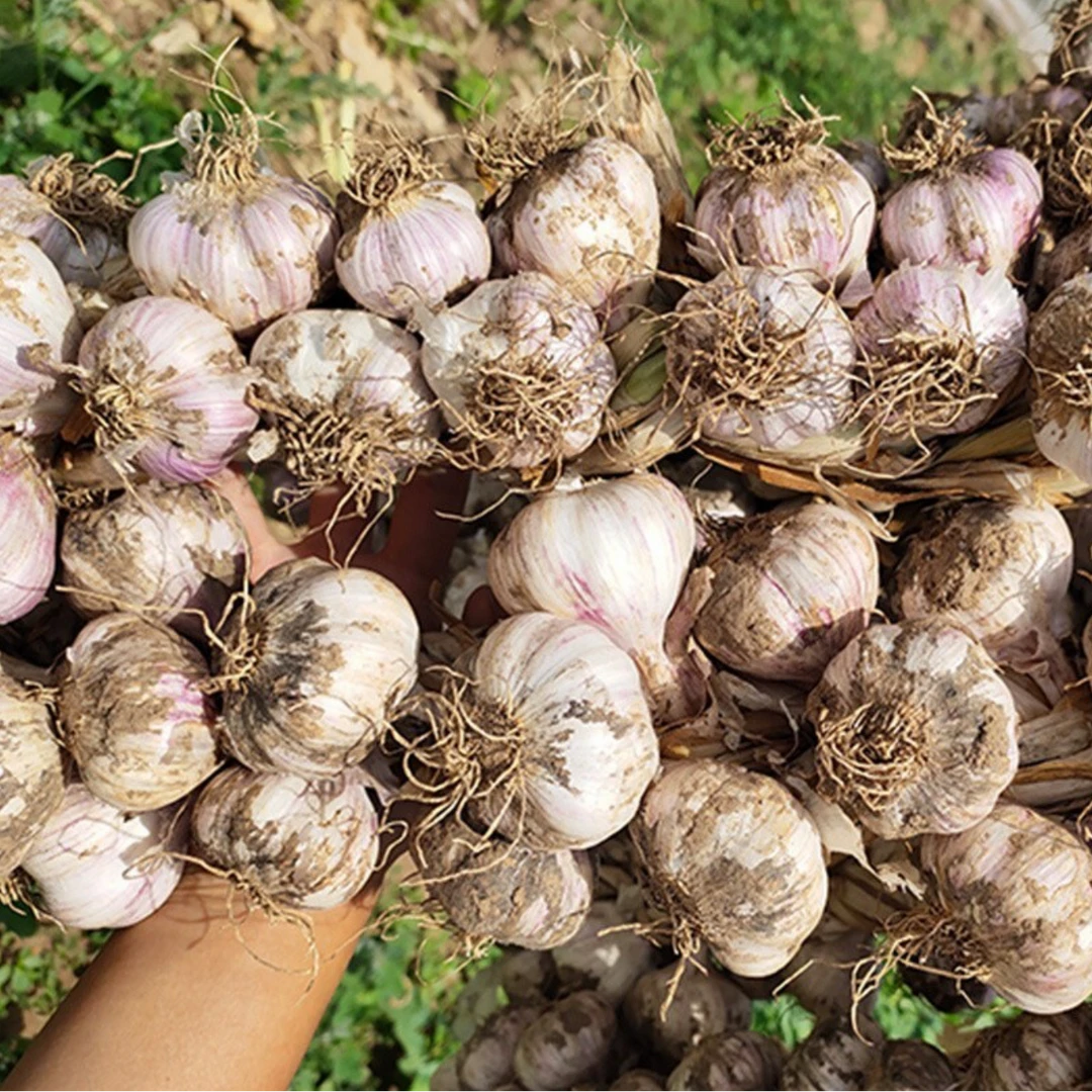 农家25年【9成干】新大蒜正宗兰陵县苍山产地直发净重4.5斤鲜直达店