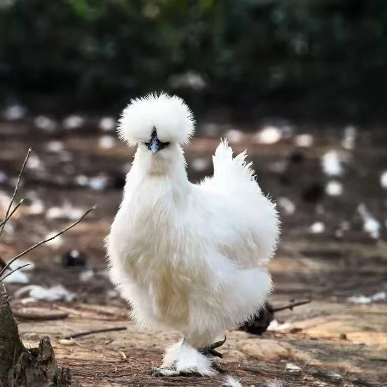 【尘尘专属】泰和乌鸡(母鸡650克）