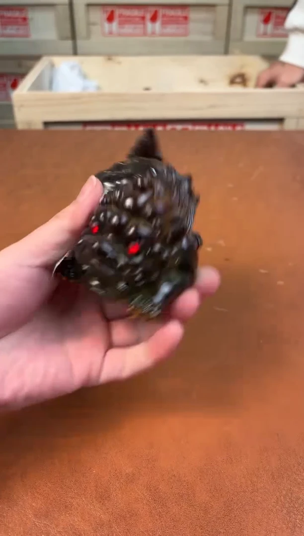 @@@@@@@@@@@@@茶具QH5558