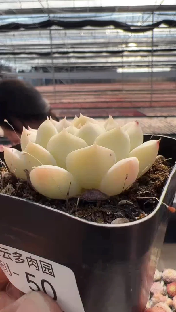 【闪购商品】福利款多肉-50