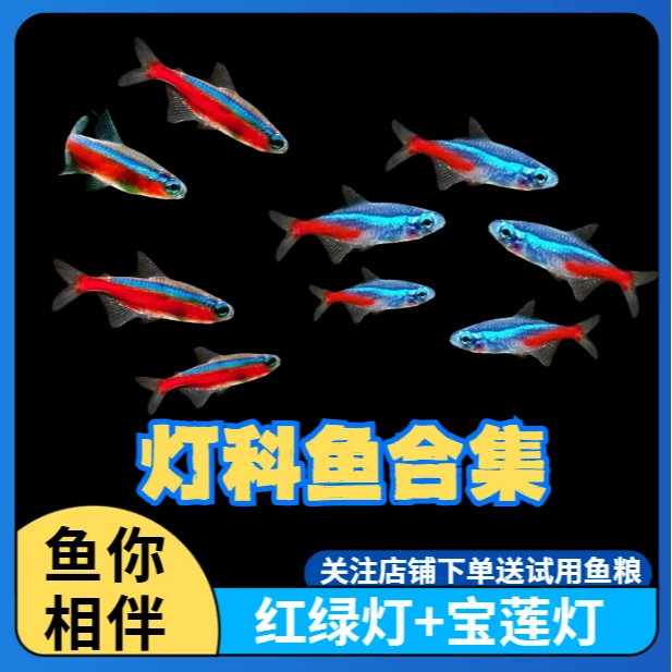 宝莲灯鱼灯科鱼活体鱼红绿灯鱼巴西小鱼观赏鱼苗淡水鱼热带鱼