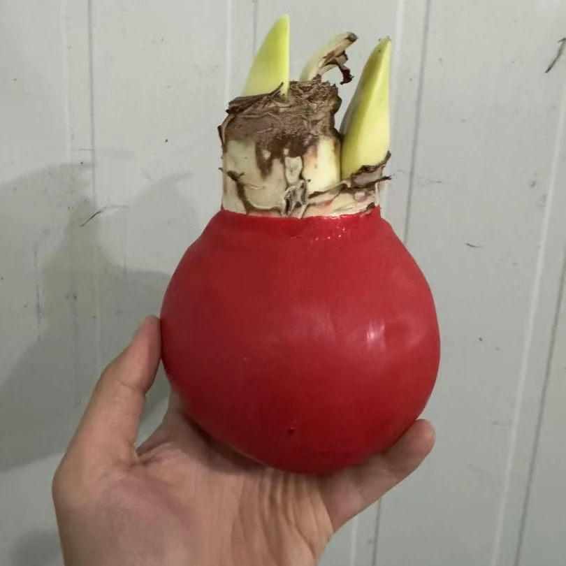 朱顶红蜡封朱球全新一代进口春节自用送礼佳品