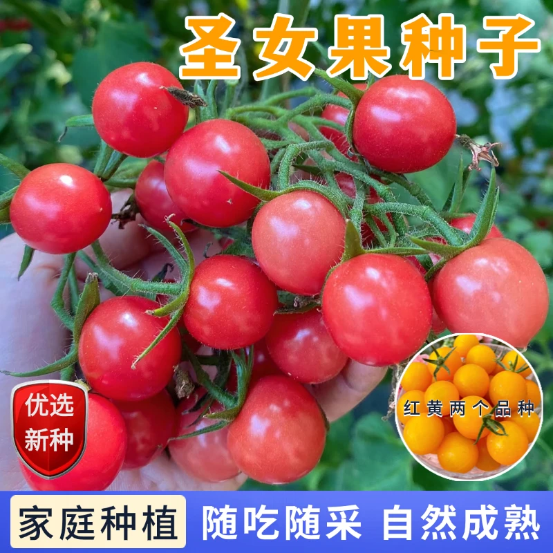 【全店满5包包邮】圣女果种子酸甜爆汁小番茄四季易种阳台新手友好