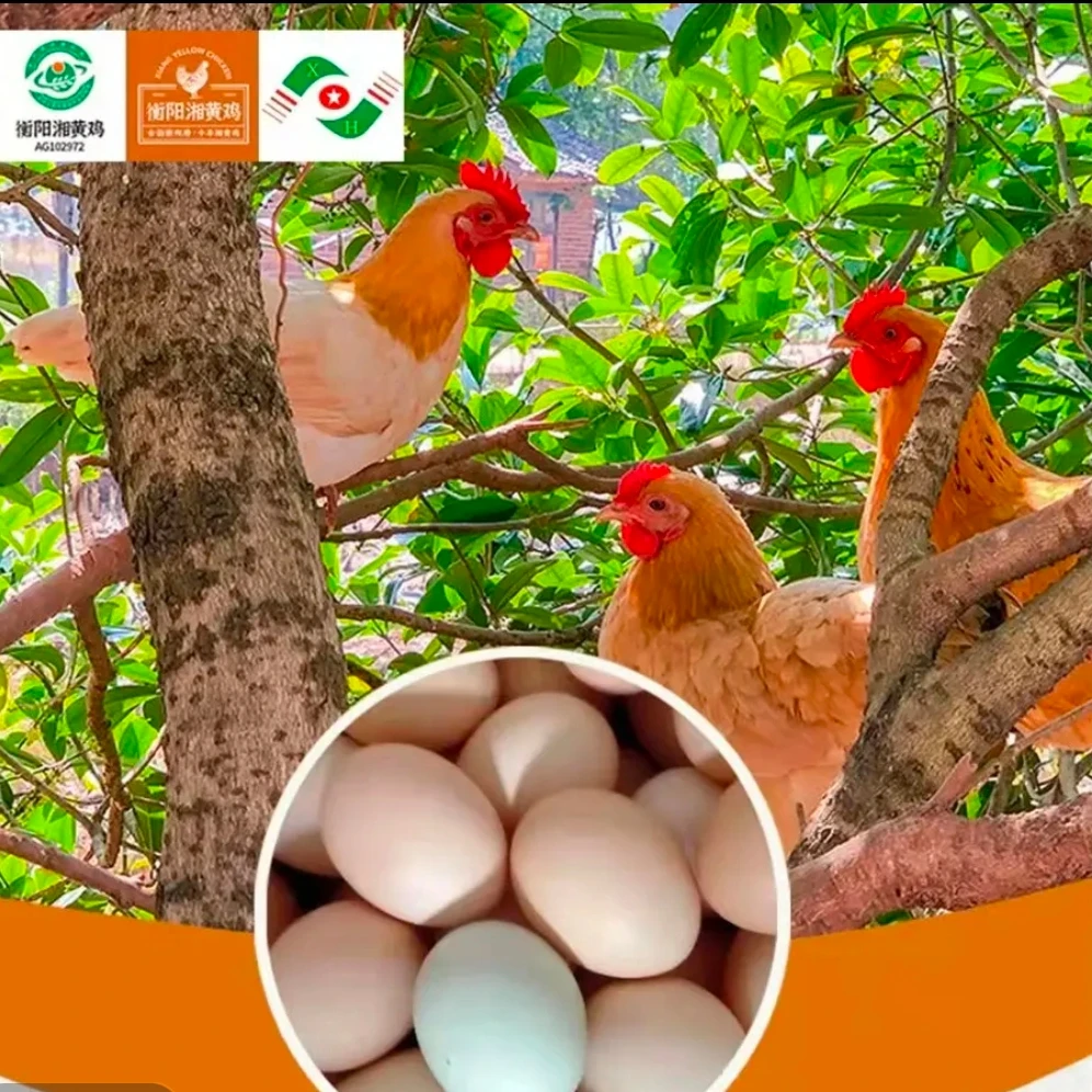 新鲜农家土家蛋  衡阳湘黄土鸡仙居鸡