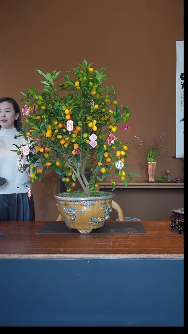 全部花朵脆皮金枣盆景盆景盆景