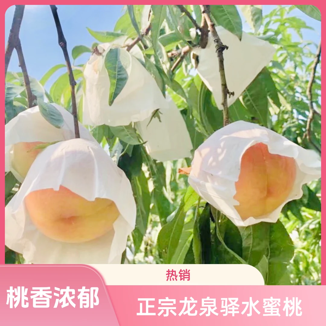 【次日发】川渝专用-四川成都龙泉驿水蜜桃尝鲜