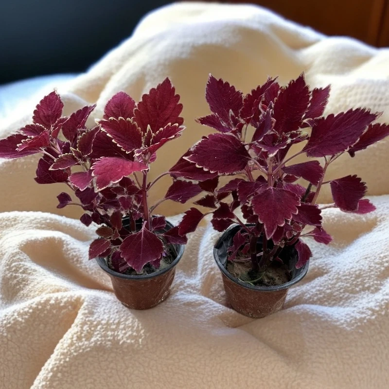 【新疆包邮】  金边彩叶草