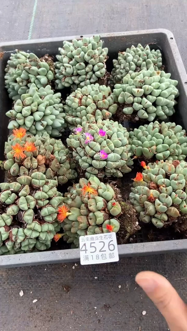 4526特价少将群生有疤瑕疵发货1群量拍