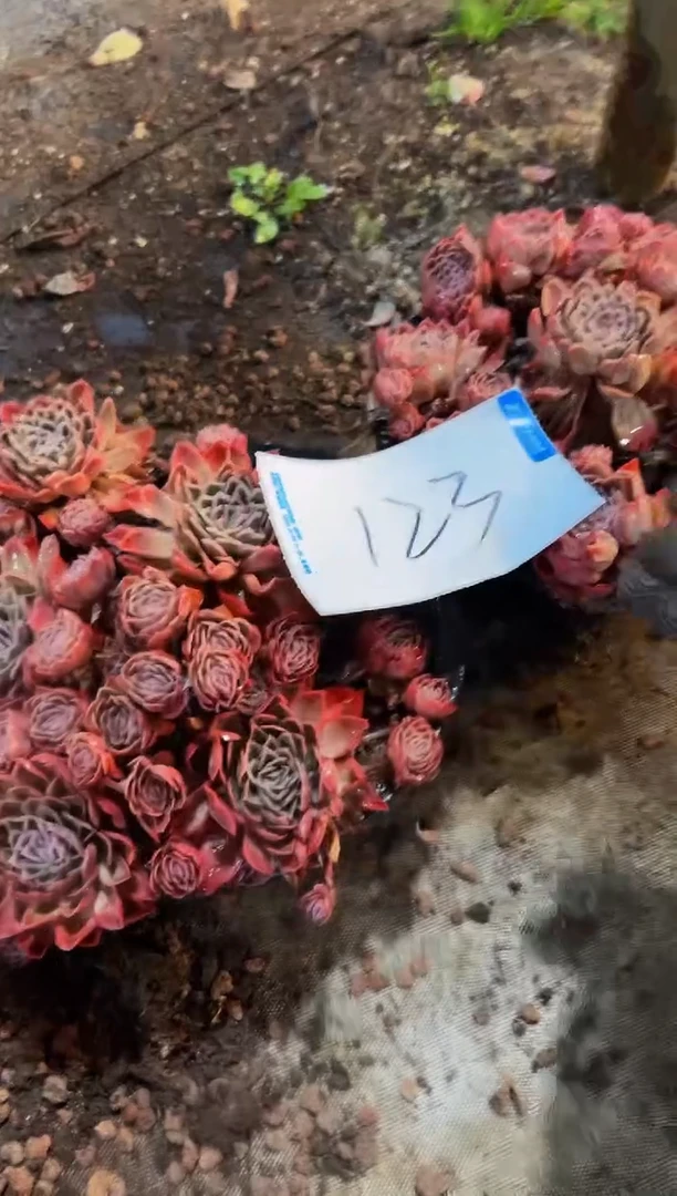 【闪购商品】123号西娜两颗包邮