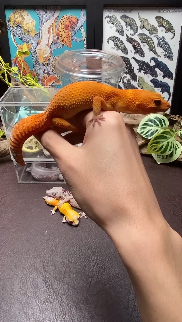 豹纹守宫 鳞与尾 Scale Tail 爬宠蜜桔