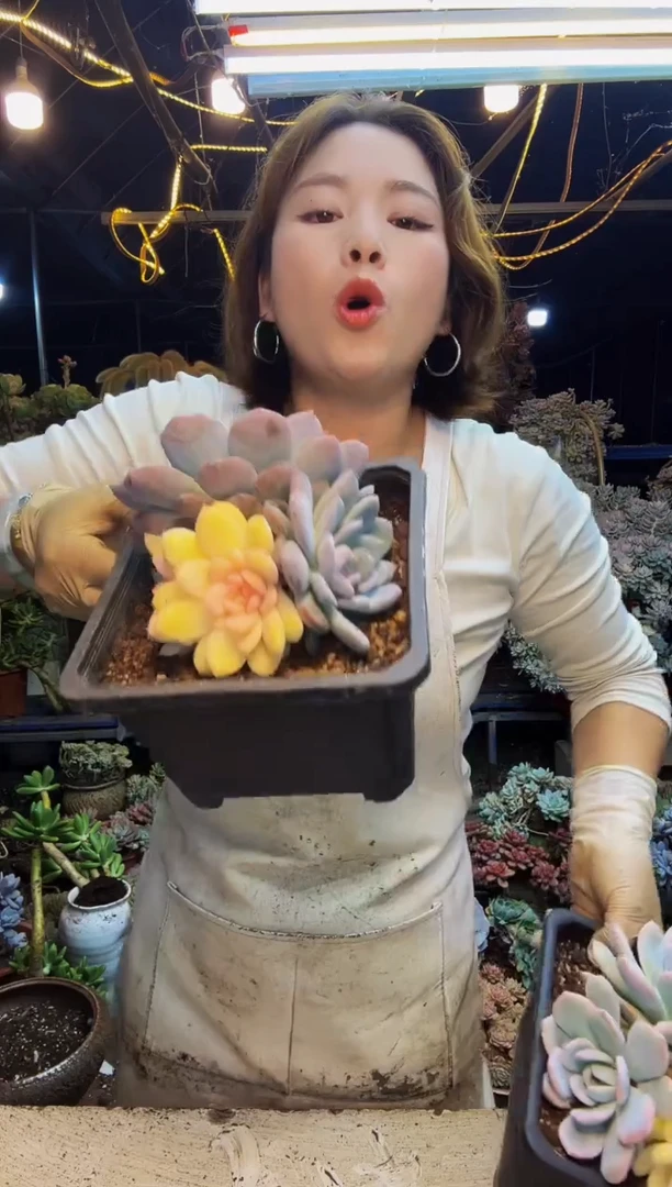 橙梦露锦脱土包邮