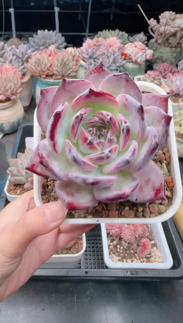 【闪购商品】7262.