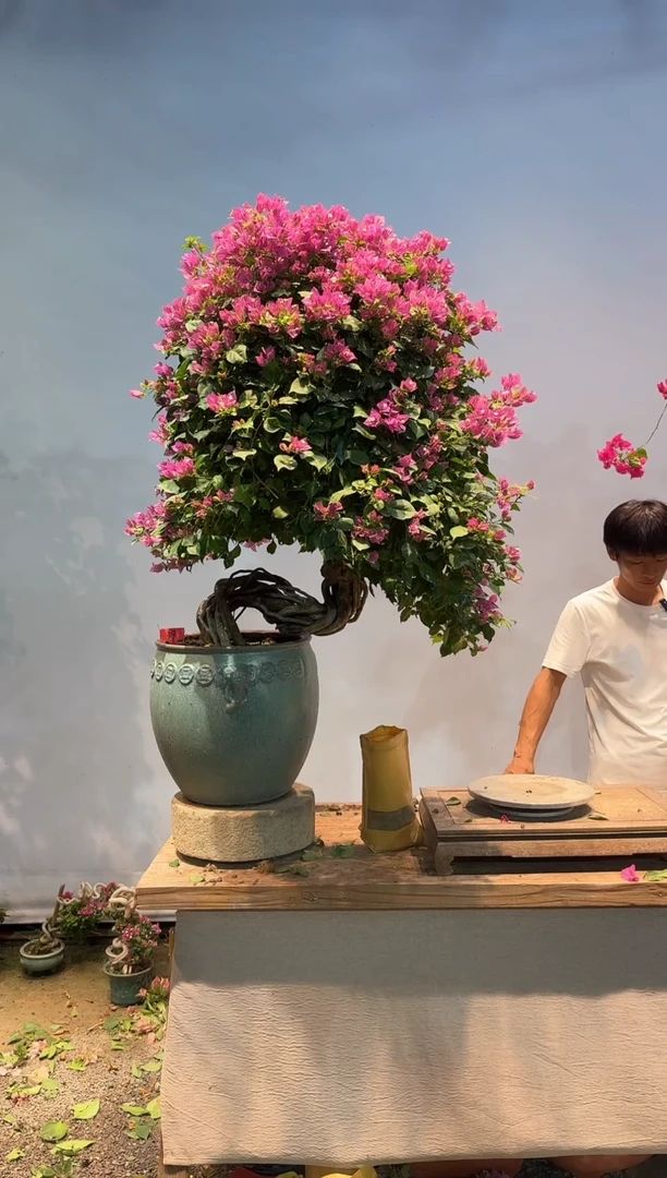 全部花朵旭**升三角梅39
