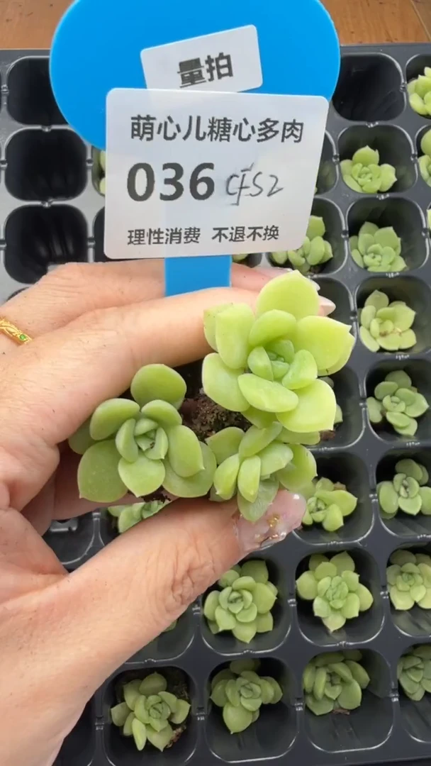 036 cfs2财富3颗量拍